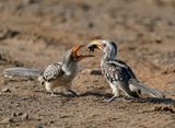Geelbekneushoringvoël / Southern Yellow-billed Hornbill