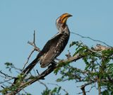 Geelbekneushoringvoël / Southern Yellow-billed Hornbill