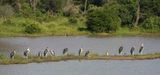 Maraboe / Marabou Stork