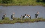 Maraboe / Marabou Stork