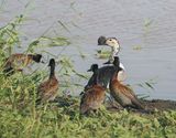 Knobbeleend & Nonnetjie-eend / Knob-billed Duck & White-faced Whistling Duck