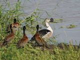 Knobbeleend & Nonnetjie-eend / Knob-billed Duck & White-faced Whistling Duck