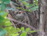 Goudstertspeg / Golden-tailed Woodpecker