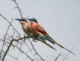 Rooiborsbyvreter / Southern Carmine Bee-eater