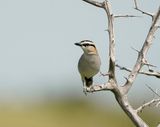 Rooivlerktjagra / Black-crowned Tchagra