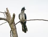 Gestreepte Nuwejaarsvoël / Levaillants Cuckoo