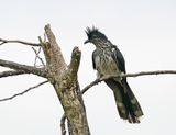 Gestreepte Nuwejaarsvoël / Levaillants Cuckoo