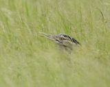 Gompou / Kori Bustard