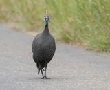 Gewone Tarentaal / Helmeted Guineafowl
