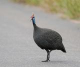 Gewone Tarentaal / Helmeted Guineafowl