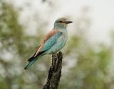 Europese Troupant / European Roller