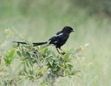 Langstertlaksman / Magpie Shrike