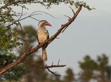 Rooibekneushoringvoël / Southern Red-billed Hornbill