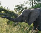 Savanne-olifant / African Elephant
