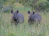 Swartrenoster / Black Rhino