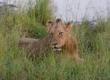 Leeu / Lion