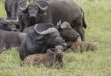 Buffel / African Buffalo