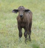 Buffel / African Buffalo