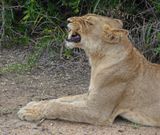 Leeu / Lion