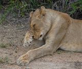 Leeu / Lion