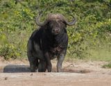 Buffel / African Buffalo