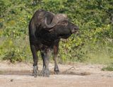 Buffel / African Buffalo