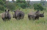 Witrenoster / White Rhino