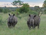 Witrenoster / White Rhino