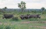 Witrenoster / White Rhino