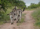 Sebra / Common Zebra