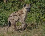 Gevlekte Hiëna / Spotted Hyena