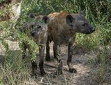 Gevlekte Hiëna / Spotted Hyena