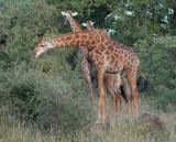 Kameelperd / Giraffe