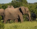 Savanne-olifant / African Elephant