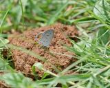 Aasbloutjie / Tailed Meadow Blue