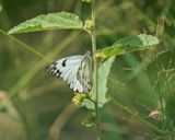 Witgatwitjie / Pioneer Caper White
