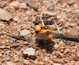 Geel Gesiggie / African Yellow Pansy
