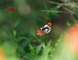 Donker Oranjepuntjie / Southern Round-winged Orange Tip