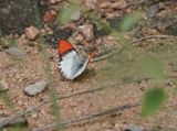 Skarlakenpuntjie / Scarlet Tip