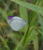 Bosveld Perspuntjie / Bushveld Purple Tip