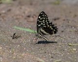 Lemoenskoenlapper / Citrus Swallowtail
