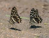 Lemoenskoenlapper / Citrus Swallowtail