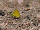 Grasveldgeletjie / Broad-bordered Grass Yellow