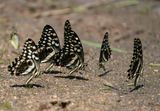 Lemoenskoenlapper / Citrus Swallowtail