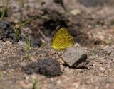 Grasveldgeletjie / Broad-bordered Grass Yellow