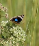 Blou Gesiggie / Dark Blue Pansy