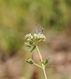 Swartstreep Kortstertjie / Black-striped Ciliate Blue