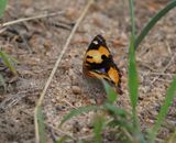 Geel Gesiggie / African Yellow Pansy