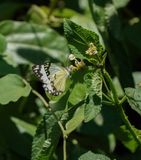 Afrikaanse Gewone Witjie / Southern African Caper White