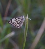 Witgatwitjie / Pioneer Caper White